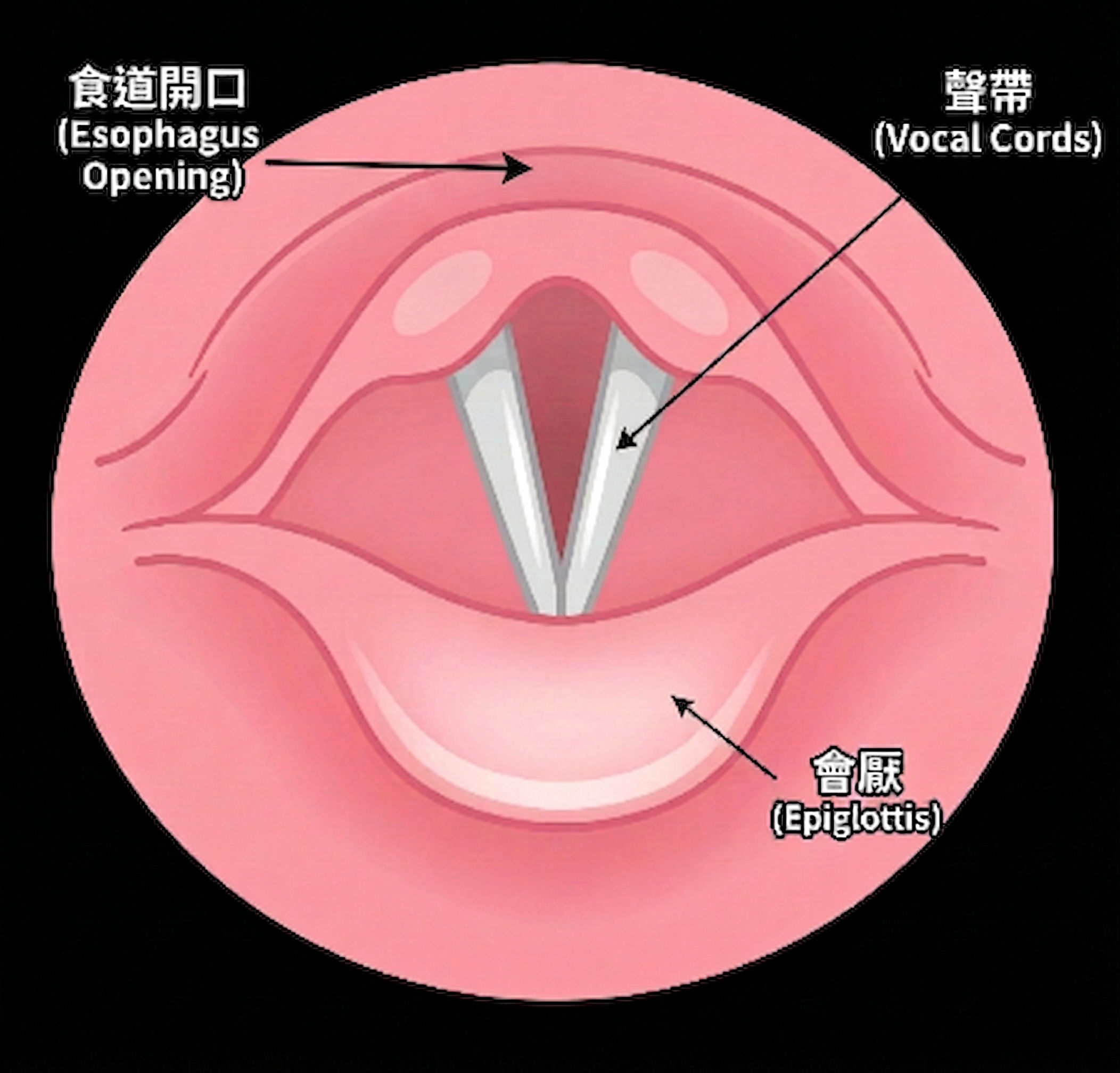 聲帶與食道開口解剖位置圖